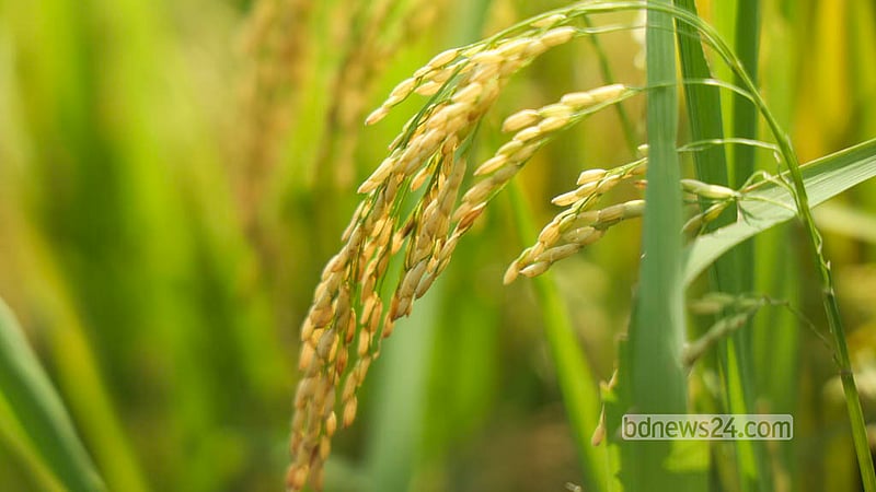 The early-maturing BRRI Dhan-49 paddy ripens in the fields of Manikganj’s Singair Upazila. Photo: Shamsul Haque Ripon