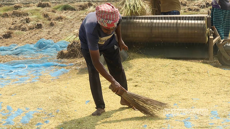 With the paddy cut and gathered from the fields, farmers get down to threshing the golden harvest in Manikganj’s Singair Upazila. Photo: Shamsul Haque Ripon