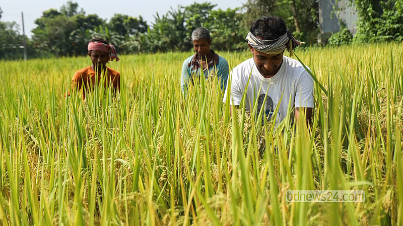 A farmer tends to the early-maturing BRRI Dhan-49 paddy in Manikganj’s Singair Upazila. Photo: Shamsul Haque Ripon