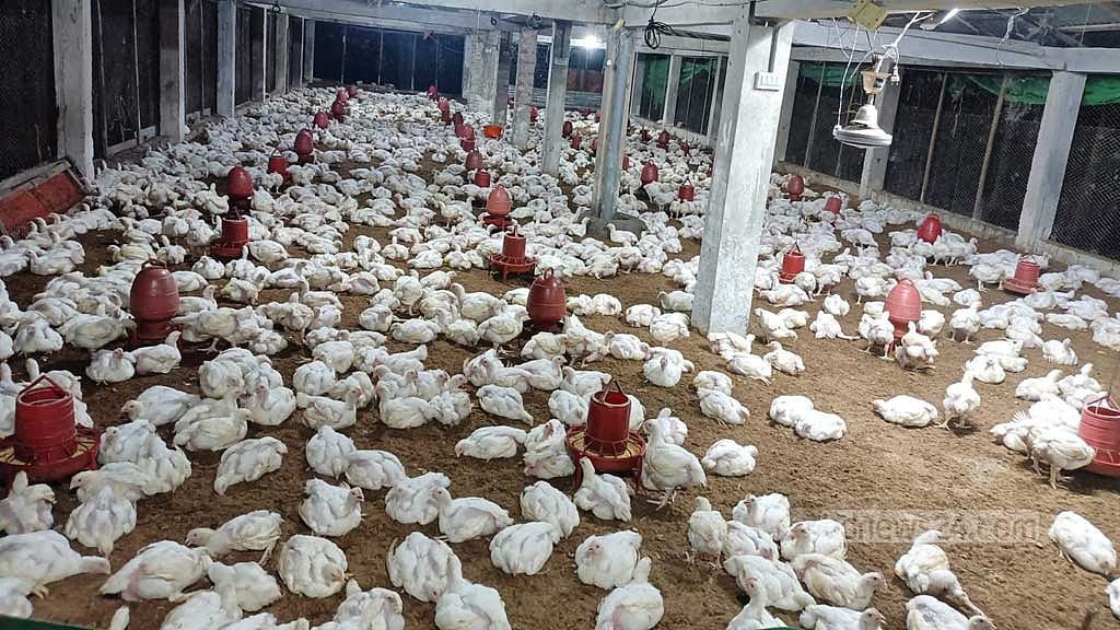 Broiler farmers squeezed as prices swell on the way to shop