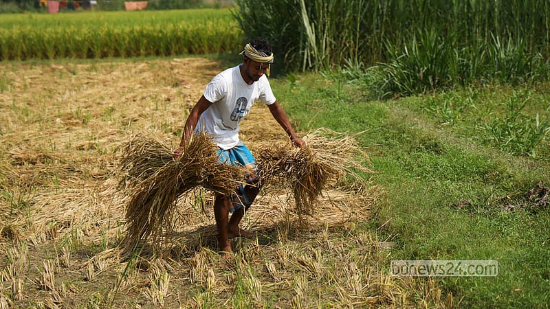 Farmers harvest the ripe paddy and carry it home in Manikganj’s Singair Upazila. Photo: Shamsul Haque Ripon