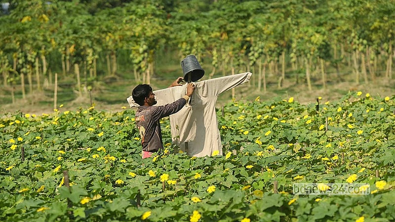 A farmer sets up a scarecrow in a ridge gourd field in Manikganj's Singair on Saturday, Oct 24, 2026, to keep birds away from the crops. Photo: Shamsul Haque Ripon