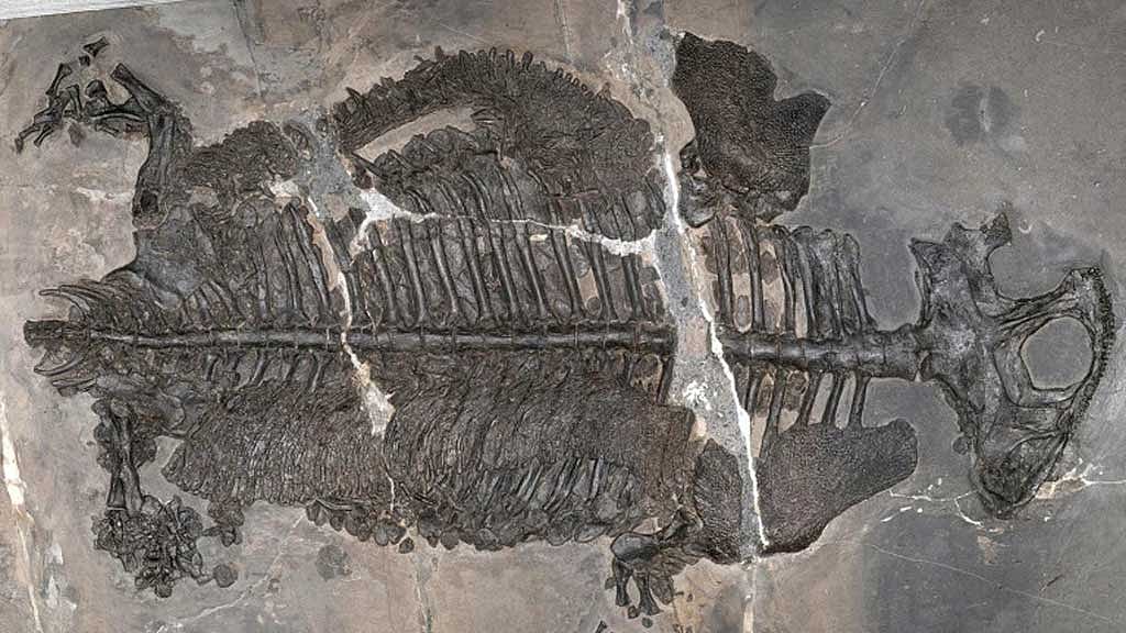 Fossils suggest ancient amphibians adapted to saltwater 237mn years ago: report