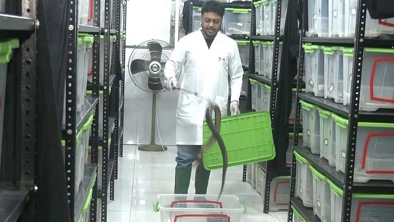 A lifeline for snakebite victims, left to struggle