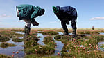 World lags on nature recovery goal: UN
