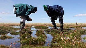World lags on nature recovery goal: UN