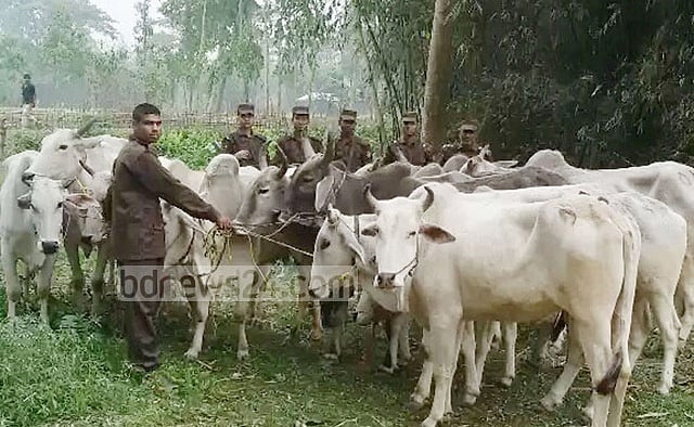 বিজিবির ১৪ গরু আটক