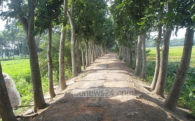গাছ কাটার আগে দৃশ্য