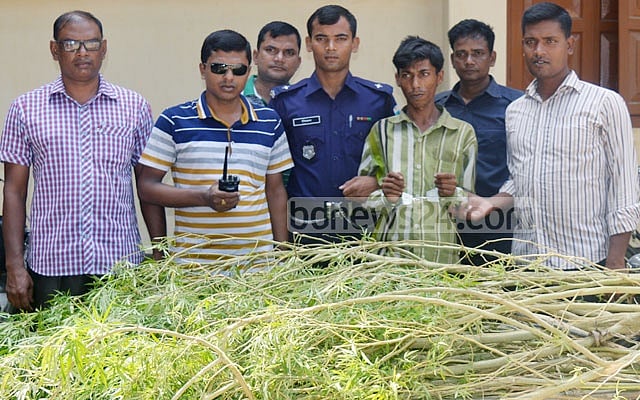 ধুনটে গাঁজা গাছসহ যুবক গ্রেপ্তার