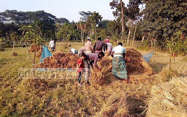 আমন কেনায় দর বাড়িয়েছে সরকার