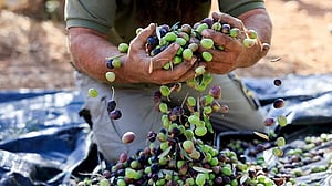 West Bank farmers gather precious olives as harvest season brings new settler attacks