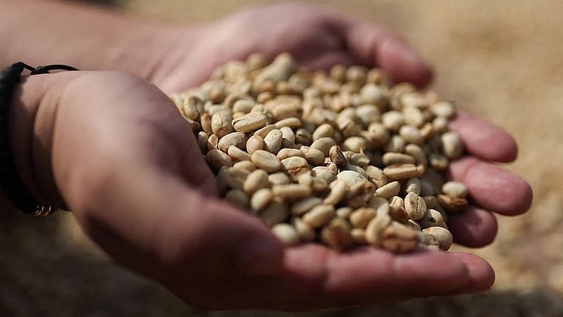 El Niño, not quake, to hit Colombian coffee harvest, sector leader says