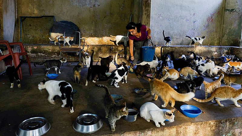 Even Cuba's stray cats are feeling the heat as crisis deepens