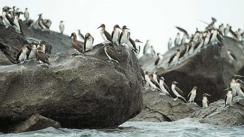 Displaced by El Niño, South American seabirds flock to Panama
