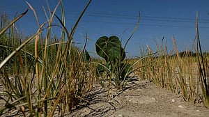 Drought scorches Italy's rice belt as water supplies hit record lows