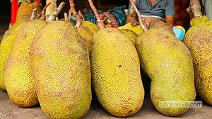 Jackfruit season in full swing