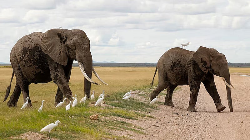 Kenya arrests four in probe into 18 elephant deaths in Amboseli