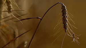 World faces fresh food price surge, FAO warns
