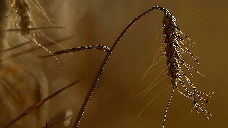 World faces fresh food price surge, FAO warns