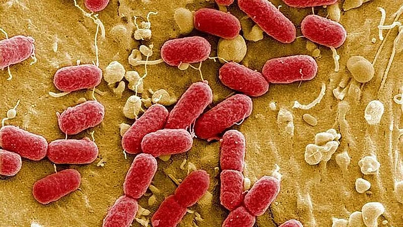West Nile virus infection causes one death in the Netherlands