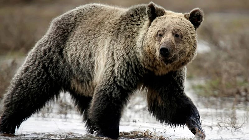 Trump scraps decades-old forest protection rule, putting over 400 endangered species at risk