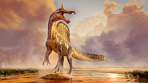 Fossils of a new species of huge dinosaur Spinosaurus unearthed in Niger