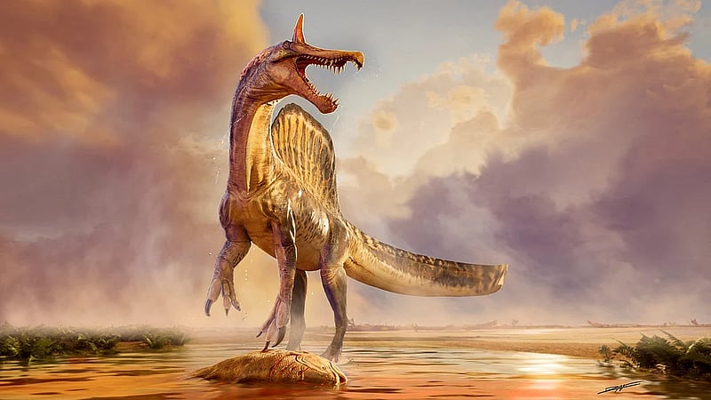 Fossils of a new species of huge dinosaur Spinosaurus unearthed in Niger