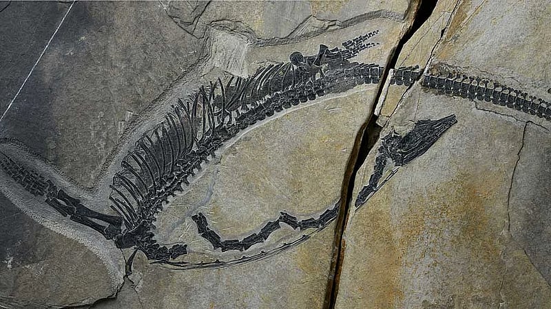 Chinese fossil shows internal organs of prehistoric marine reptile