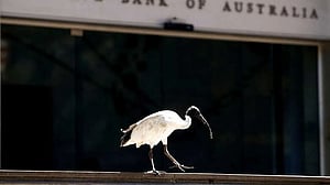 Over half of world's migratory bird species are declining, global study finds