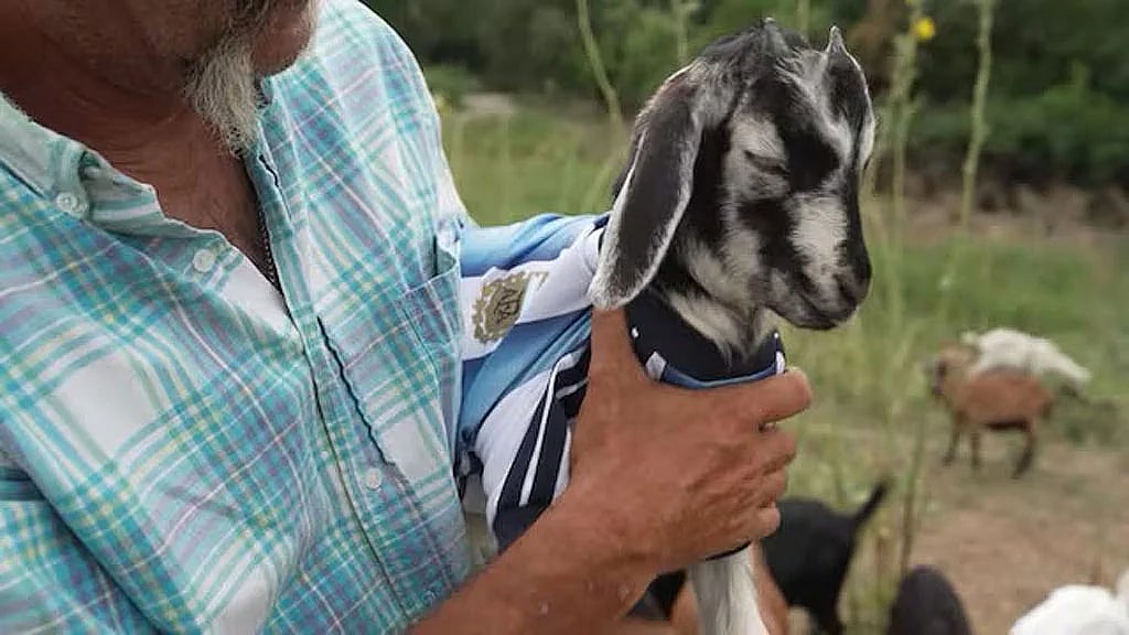 Messi Kind Kansas City’s lawn-mowing goat named after Messi