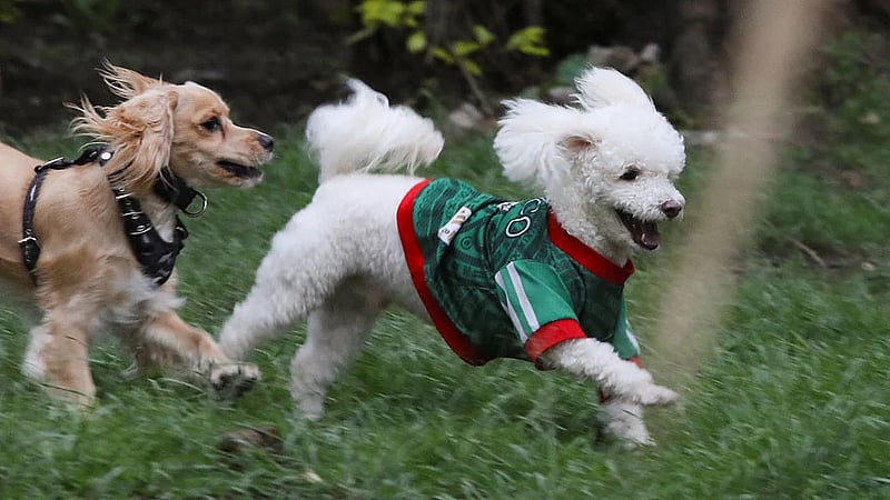 In Mexico, World Cup jerseys fit all shapes, sizes - and species