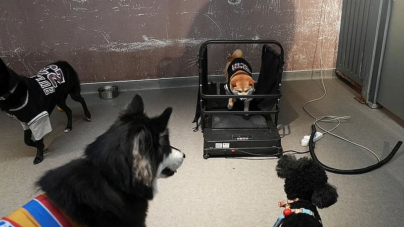 China's pet owners splurge on preschools to pamper puppies