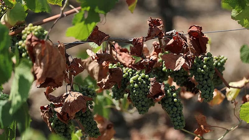 French wine output among lowest in 30 years after heatwaves