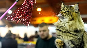 Zoomies explained: Why pets suddenly go wild around the house