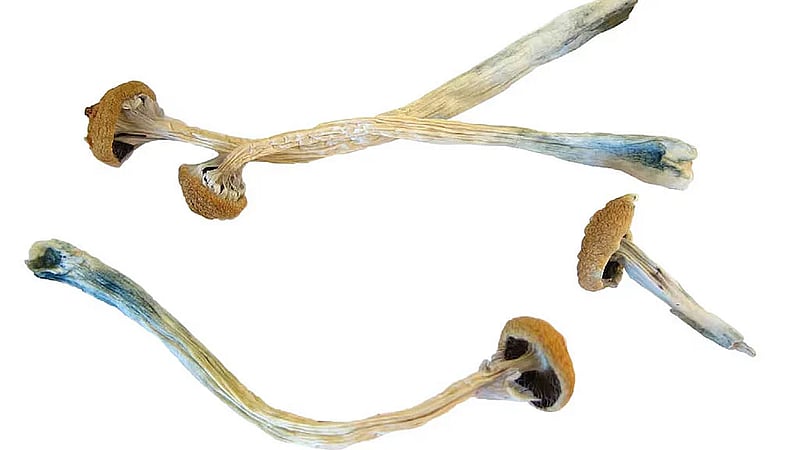 Psychedelic drug shows promise for preventing chemotherapy-induced nerve damage
