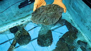 'Slumping' South Korean corals worry divers, scientists studying climate change