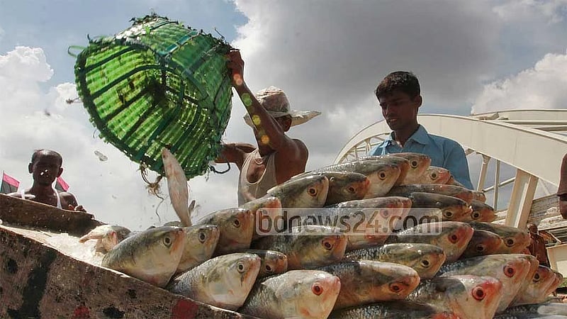 Bangladesh enforces eight-month ban on juvenile hilsa catch