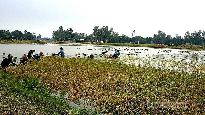 Flooding submerges 1,320 hectares of farmland submerged in Kurigram