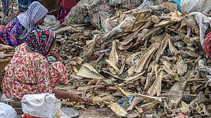 Animal bones are not waste
