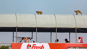 Monkeys use footbridge