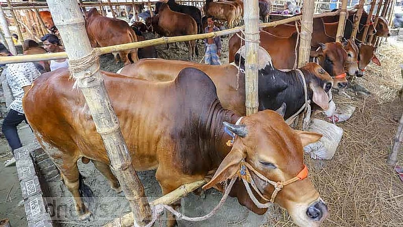 Who becomes the next leaseholder of Gabtoli cattle market after Dipjol?