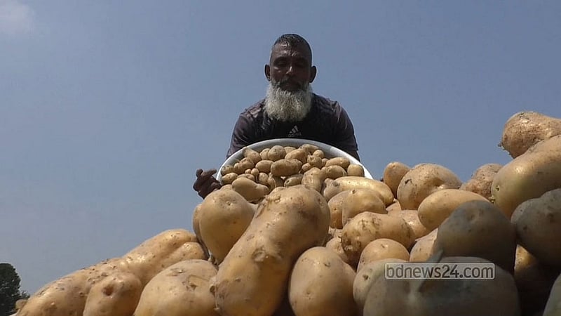 Surplus potatoes, empty pockets: farmers struggle to sell amid cold storage shortage, lack of exports