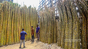 Sugarcane market at Farashganj