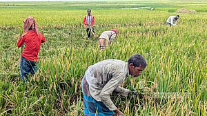 Paddy harvest halfway done in Sunamganj's Haor fields, but farmers worry about prices