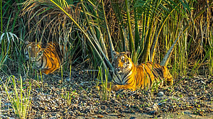 Roaring back, running out of room: Sundarbans tiger recovery masks mounting threats from poaching, climate change