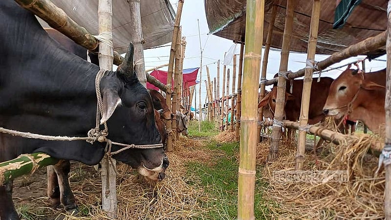 No shortage of sacrificial animals for Eid-ul-Adha: livestock minister