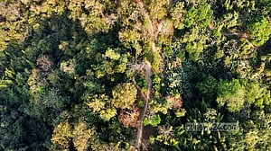 Community-led conservation efforts protect biodiversity in Bara Kangrakhaiya forest despite threats of encroachment