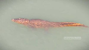 Crocodile sightings spark panic among riverside communities in Rajbari