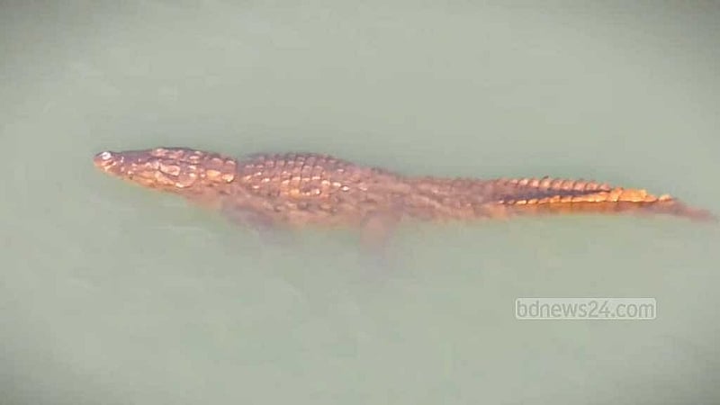 Crocodile sightings spark panic among riverside communities in Rajbari