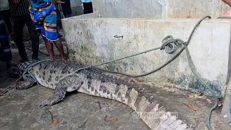 Locals capture crocodile after weeks of sightings in Manikganj